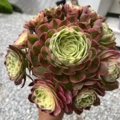 多肉植物。 法師錦6種抜き苗 - メルカリ