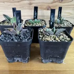 2026年最新】アガベ豆豆龍の人気アイテム - メルカリ