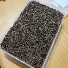 3×40ステンレスピン タイル、モルタル注入 E208 E209 コニシ - メルカリ