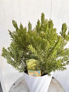 アカシア　テレサ