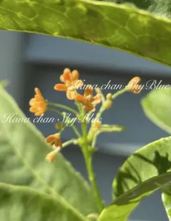 【2】四季咲き キンモクセイ / 金木犀 苗木 花木 ポット苗