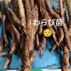 安曇野産 100g前後 信州 安曇野 本生わさび あづみ野 山葵 沢わさび