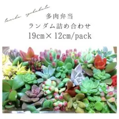 多肉植物カット苗詰め合わせ