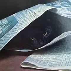 新聞にくるまる黒猫　アンティーク　ポストカード　フランス　ヴィンテージ　ネコ