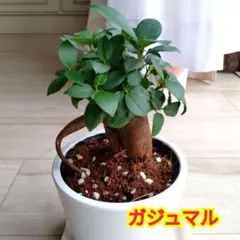 神秘的なガジュマルの木☆多幸・健康を招く 可愛いキジムナーの姿 素敵