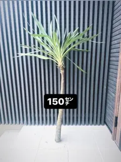 2025年最新】ユッカ グロリオサ キミガヨランの人気アイテム