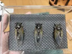 2026年最新】セミ標本の人気アイテム - メルカリ