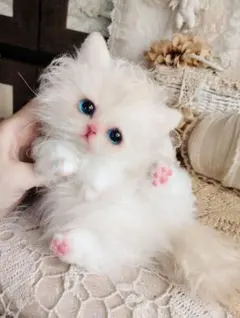 ほわほわ綿毛の癖っ毛♡セルカークレックス子猫♡ラムネちゃん♡アートドール♡