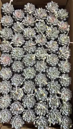 耕*様 F1561　ティーピー　54鉢　土鉢付き　多肉植物 エケベリア 韓国苗