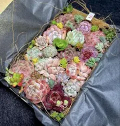 全部名前付き❣️多肉植物❤️エケベリア18個とセダムカット苗詰め合わせセット❤️Ｎ❤️