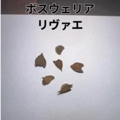 ボスウェリア アスプレニフォリア 種子 3粒 - メルカリ