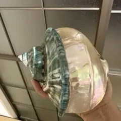 夜光貝 置物 (中) 緑層残し仕上げ☆沖縄海族☆ - メルカリ