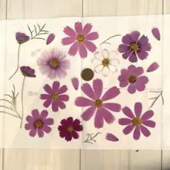 押し花　コスモス