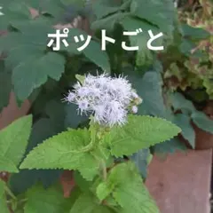 休止中 速達 農薬不使用 コモンセージ ポットごと 苗 キッチンハーブ