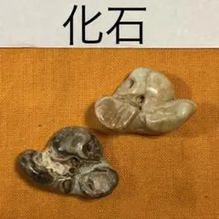 イルカの耳骨【大きさ2.7㎝】 - メルカリ