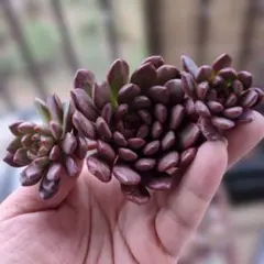 ピンクルルビー　多肉植物