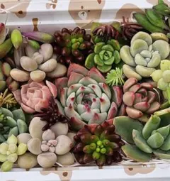 2026年最新】多肉弁当の人気アイテム - メルカリ