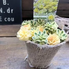 mmm's＊*様 リクエスト 2点 まとめ商品