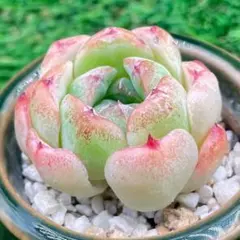 2025年最新】ピンクバタフライ 多肉の人気アイテム - メルカリ