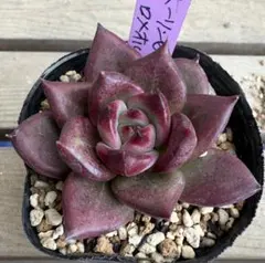 2025年最新】ホーリンゼの人気アイテム - メルカリ