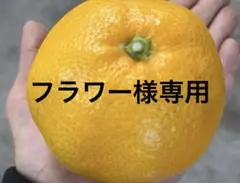 有田みかん　純宝丸訳あり紅八朔 &不知火　サイズ混合9㎏入り