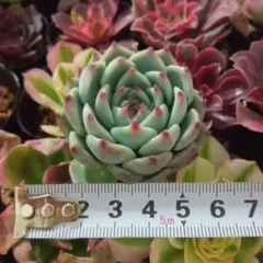 けいち様 リクエスト 2点 まとめ商品