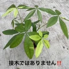 Anthurium Ivanportillae アンスリウムイヴァンポルティラエ - メルカリ
