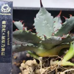 2026年最新】アガベ 屈原の舞扇の人気アイテム - メルカリ