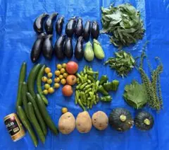 埼玉県産　採れたて野菜セット　無農薬 4.5kg 農家直送のサムネイル
