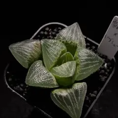 多肉植物 ハオルチア マンタ 葉挿し - メルカリ