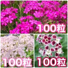 花の種　コマチソウ　シレネ・桜小町　シレネ・ガリカ