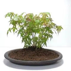 モミジ カエデ 盆栽 赤緑 苔付き - メルカリ
