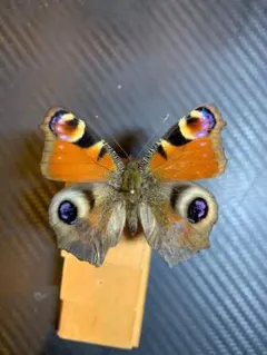 2026年最新】昆虫標本の人気アイテム - メルカリ