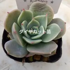 はなちゃん様 リクエスト 10点 まとめ商品