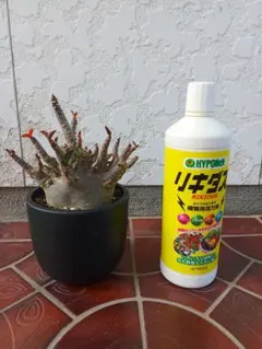 2026年最新】アデニウム ドワーフの人気アイテム - メルカリ