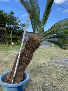 2025年最新】ソテツ 子株の人気アイテム - メルカリ