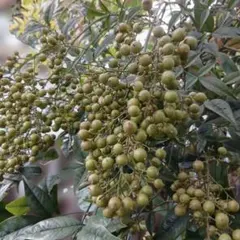 南天の実と枝