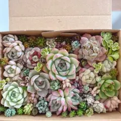 ゆうゆうメルカリ便　多肉植物　カット苗とセダム寄せ植えセット