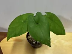 カラジウム スプリングフリング ポット発送