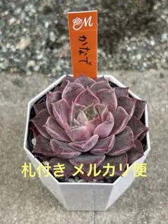 ちこすけ《プロフご一読ください！》様 リクエスト 2点 まとめ商品