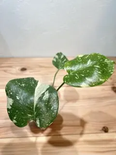 2025年最新】モンステラ デリシオーサ タイコンステレーションの