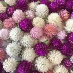 大粒きれい❗️千日紅ドライフラワー100個＋おまけ★ミックスカラー