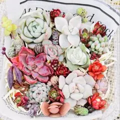 ⑤多肉カット苗詰め合わせ(*´˘`*)♥