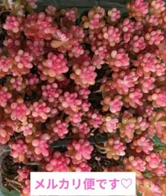レア♡レッドベリー錦 ２苗 抜き苗セット 多肉植物【メルカリ便】セダム