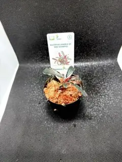 2026年最新】ブセファランドラ レッドの人気アイテム - メルカリ