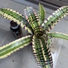 s n様専用ネオレゲリア ビルベルギア ハローキティ Neoregelia - メルカリ