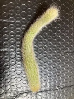 champ様 リクエスト 2点 まとめ商品