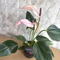 カラー、鉢植え、紫 - メルカリ
