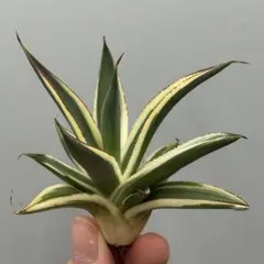 アガベ　ブルーグロー　イエローエッジ アガベ ブルーグロー イエローエッジ 葉の黄色い覆輪斑が特徴】Agave