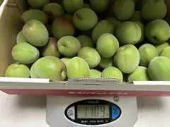 南高梅　約1.1kg (B)梅酒 梅シロップ用のサムネイル